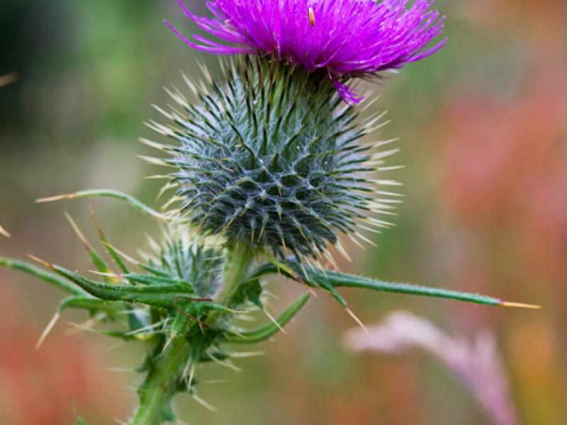 Scottish Thistle